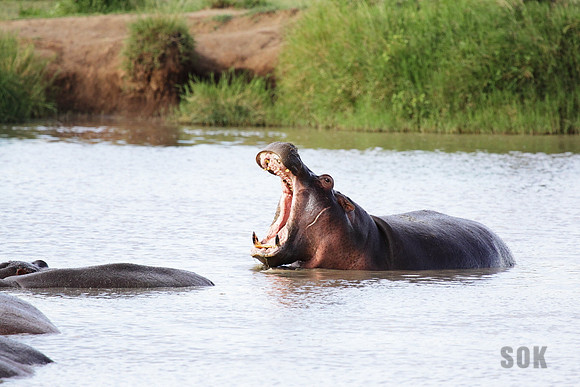 Hippos