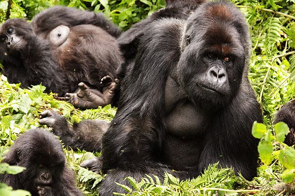 Family II