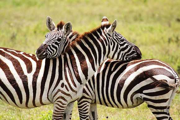 Zebras