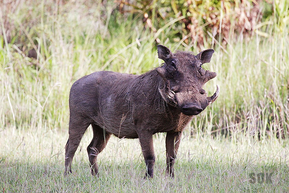 Warthog