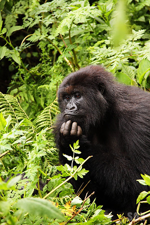 Pensive