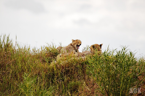 Cheetah and cubs