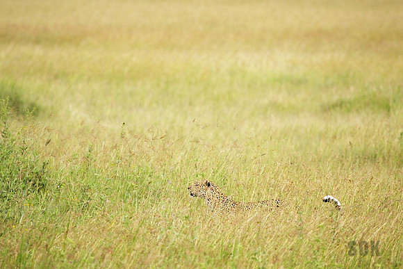 Killer In The Grass