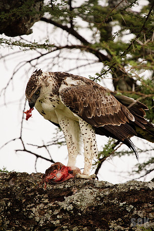 Marshall Eagle with kill