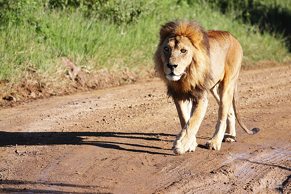 'Mufasa'