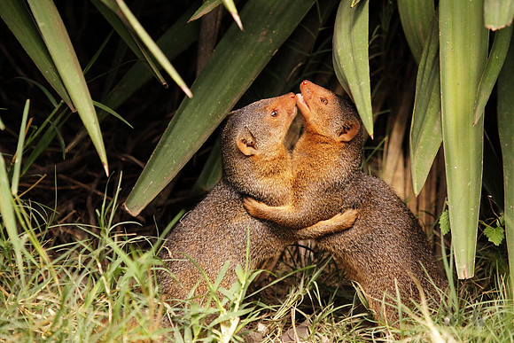 Fighting Mongeese