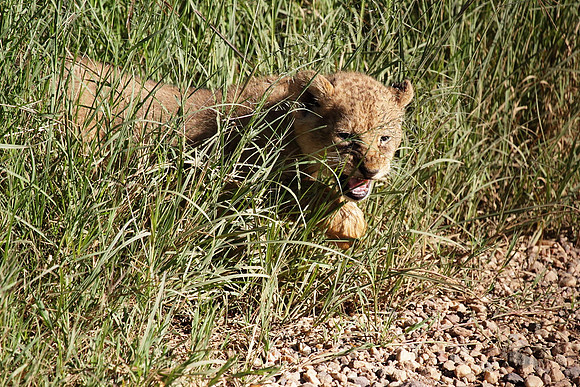 Lion Cub