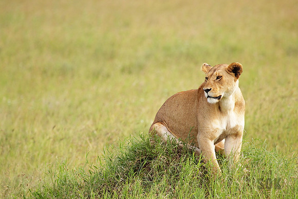 Lioness