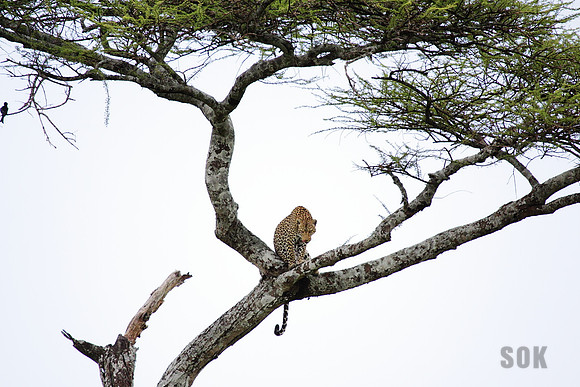 Corey's Leopard