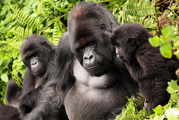 Family