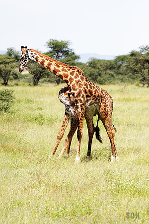 Necking