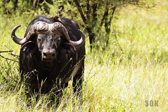 Buffalo