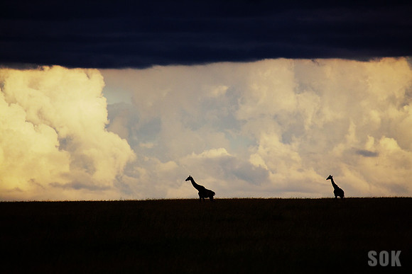 Serengeti Storm II