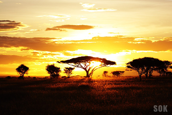 Serengeti Sunrise