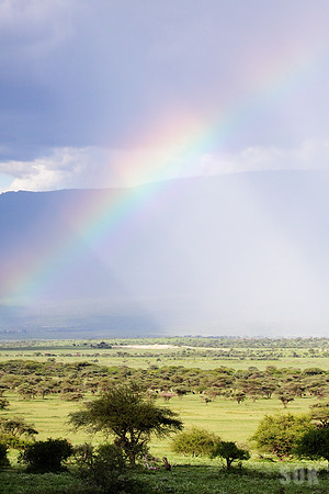 Afternoon Showers