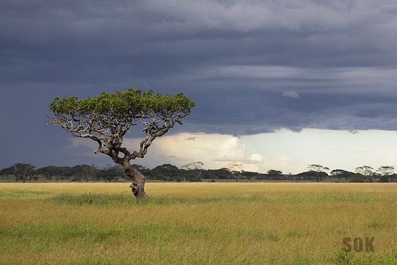 Serengeti Storm I